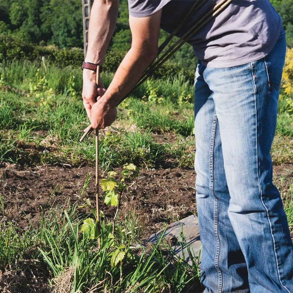 Bamboo Stakes