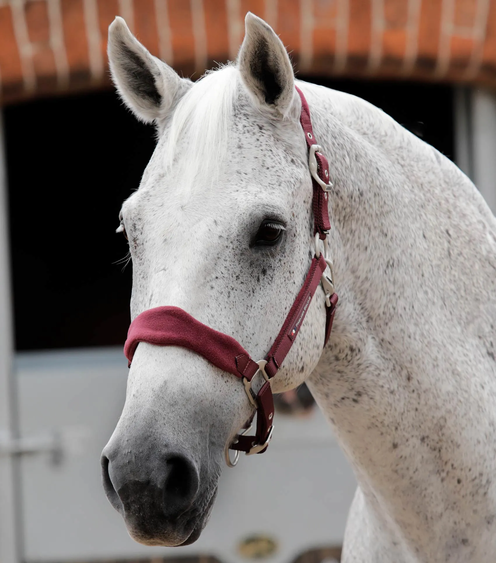 Fleece Padded Horse Head Collar Burgundy