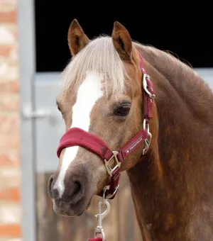 Fleece Padded Pony Head Collar Burgundy