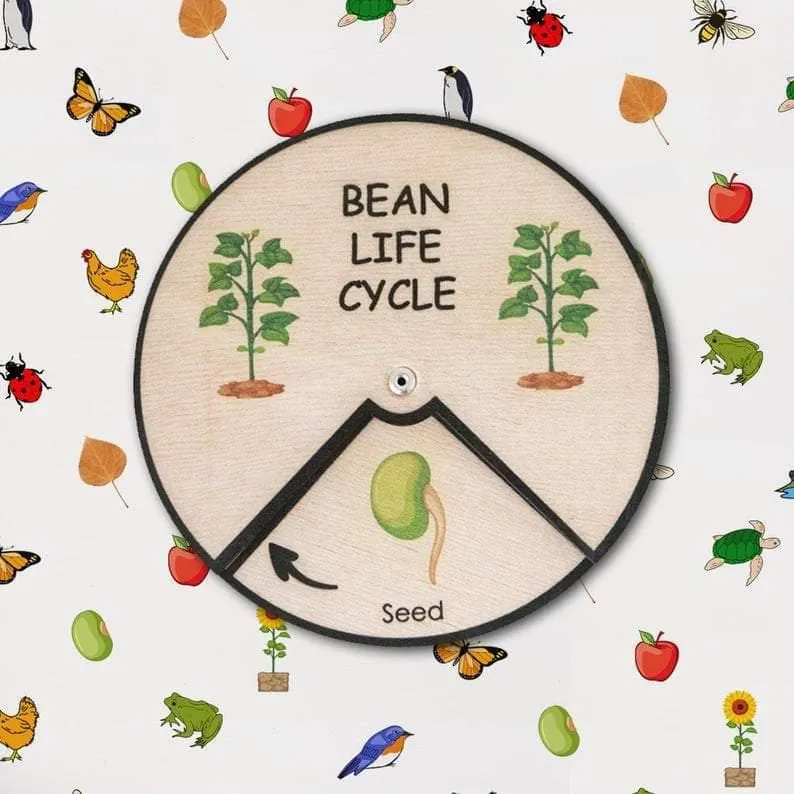 Learning Wheels - Plant Lifecycles