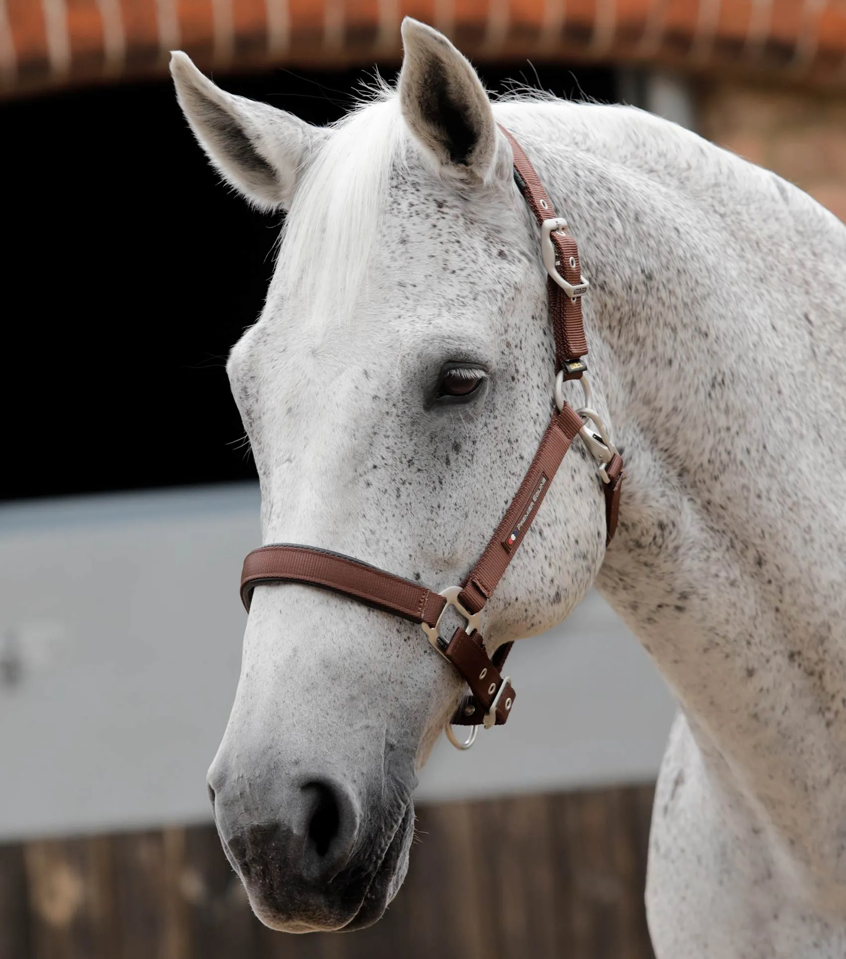 Plain Padded Horse Head Collar Brown