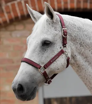 Plain Padded Horse Head Collar Burgundy