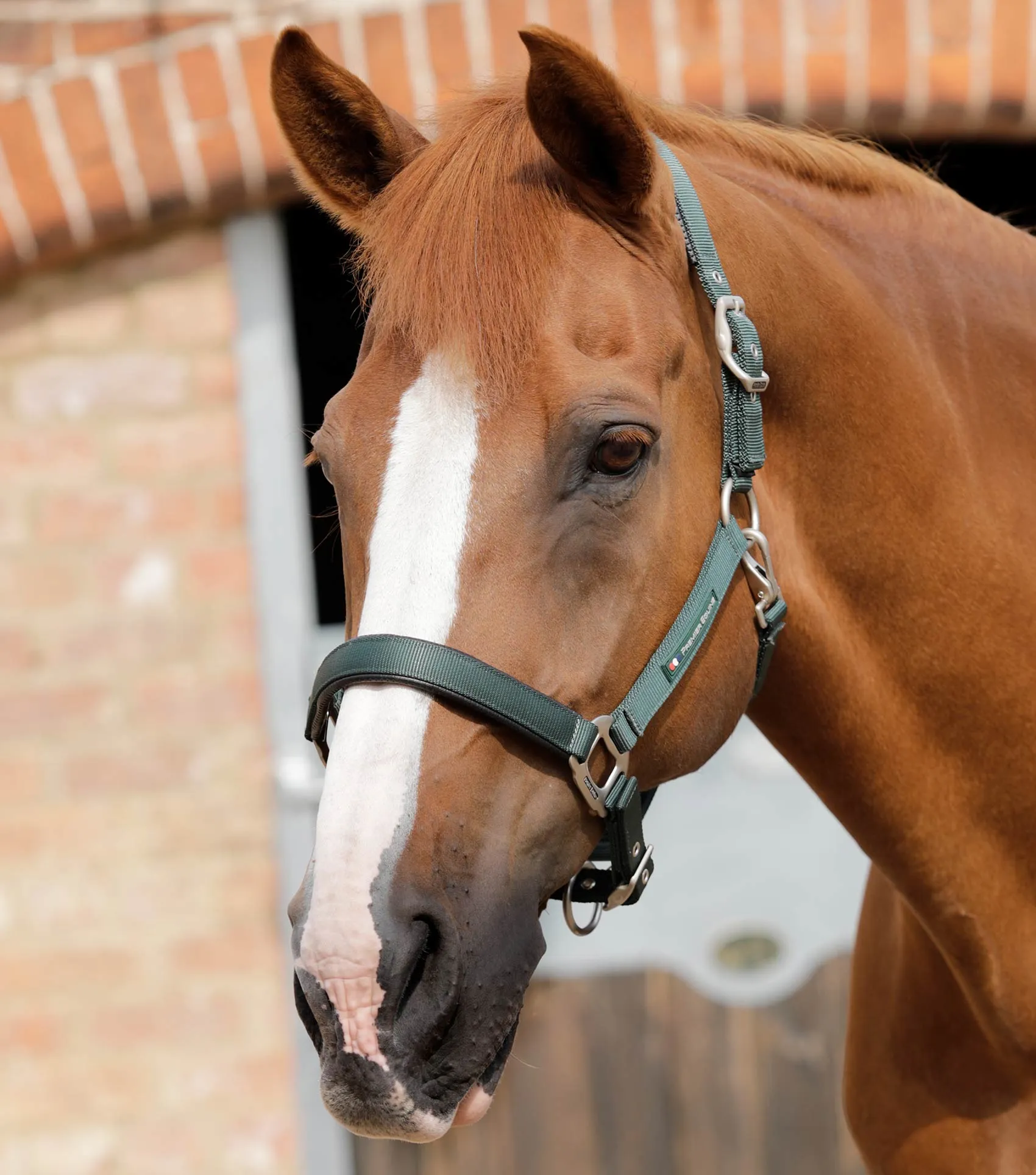 Plain Padded Horse Head Collar Green