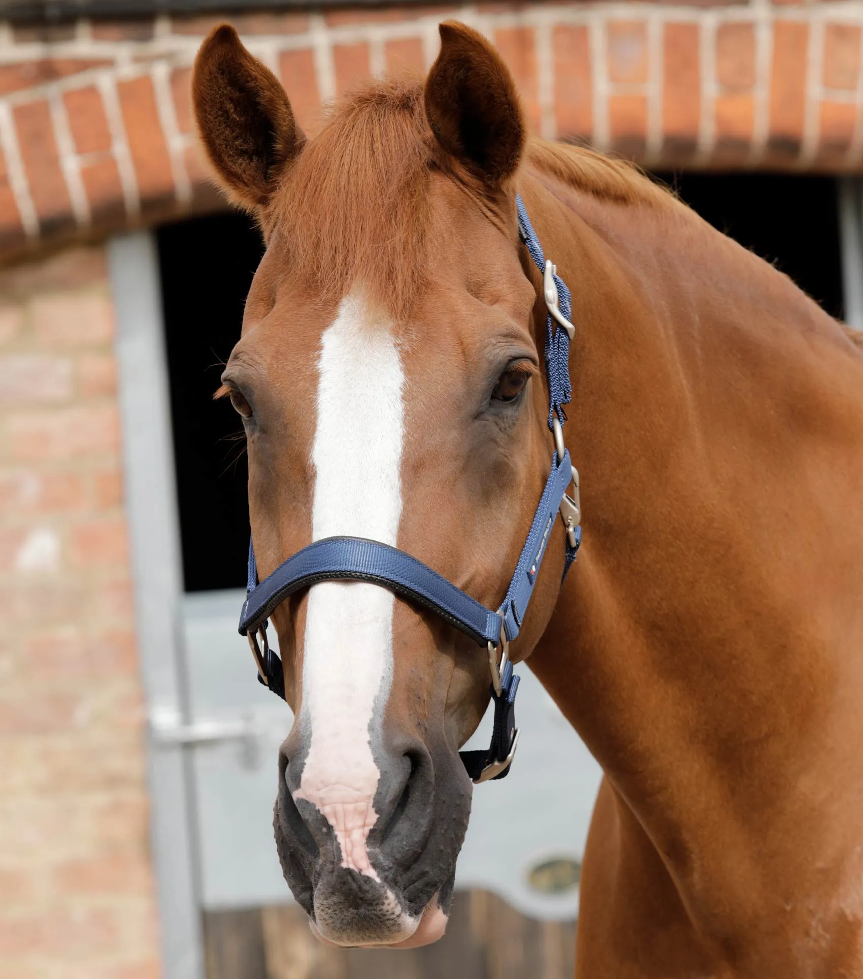 Plain Padded Horse Head Collar Navy