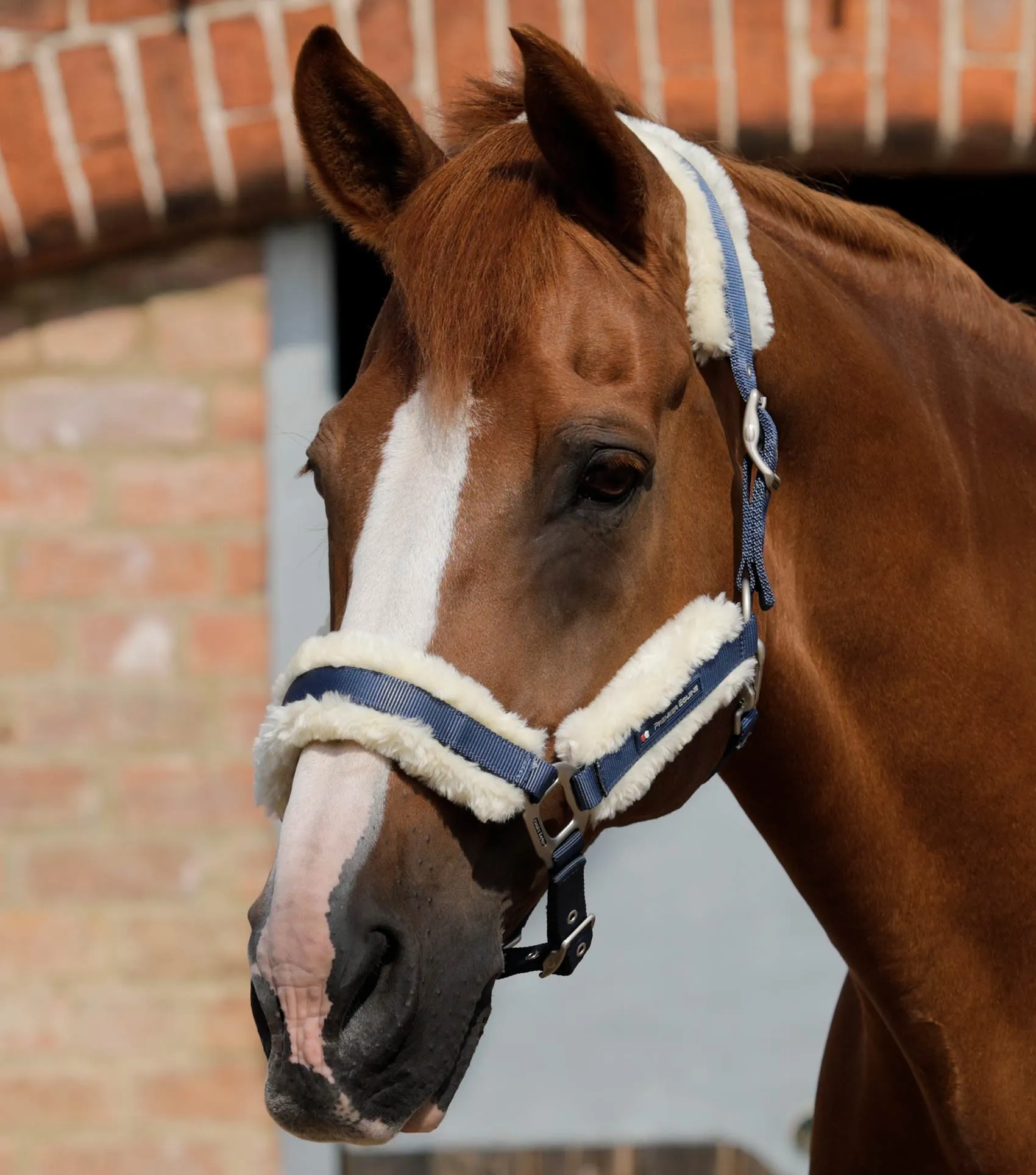 Techno Wool Lined Head Collar Navy